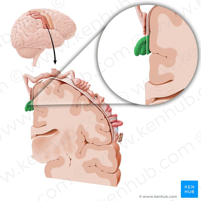 Cortex sensorius regionis genitalis (Sensorischer Kortex der Genitalien); Bild: Paul Kim