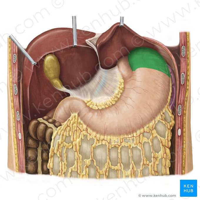 Fundo do estômago (Fundus gastris); Imagem: Irina Münstermann