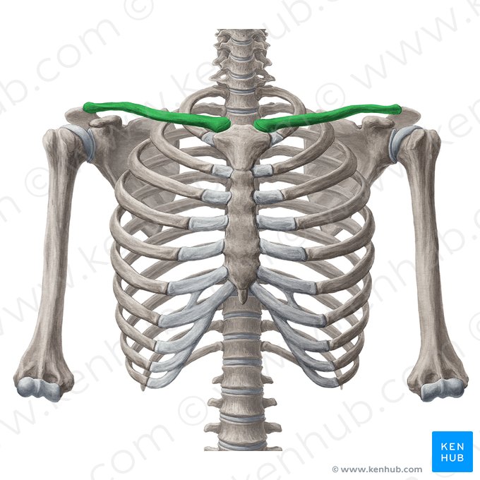 Clavicle: Anatomy And Clinical Notes | Kenhub