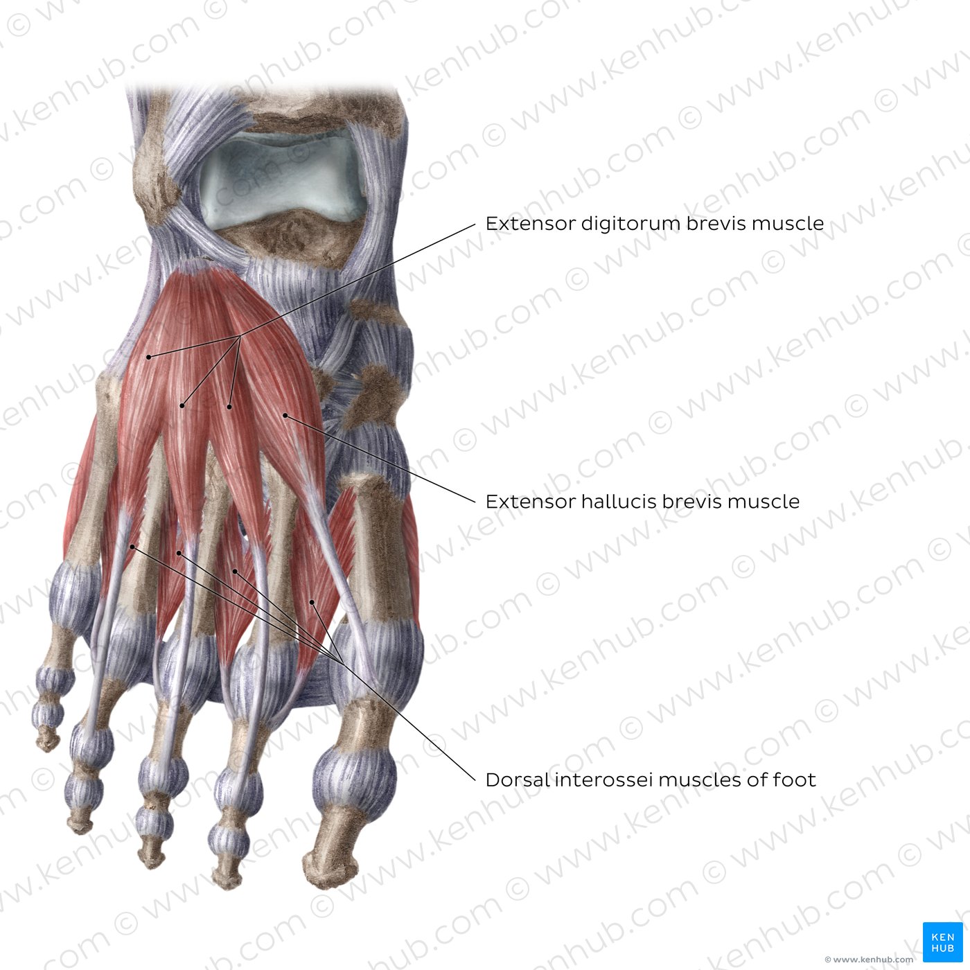 Dorsal muscles of the foot