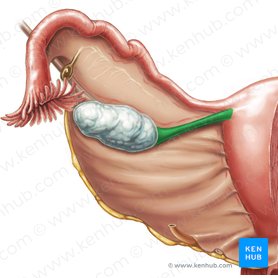 Ligamento próprio do ovário (Ligamentum proprium ovarii); Imagem: Samantha Zimmerman
