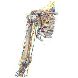 Vascularisation du bras et de l’épaule
