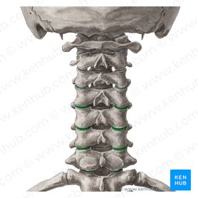 Articular processes of vertebrae C4-C7 (Processus articulares vertebrarum C4-C7); Image: Yousun Koh