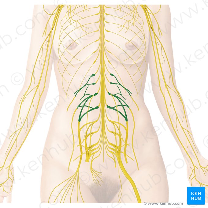 Plexo lombar (Plexus lumbalis); Imagem: Begoña Rodriguez