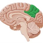 Precuneus