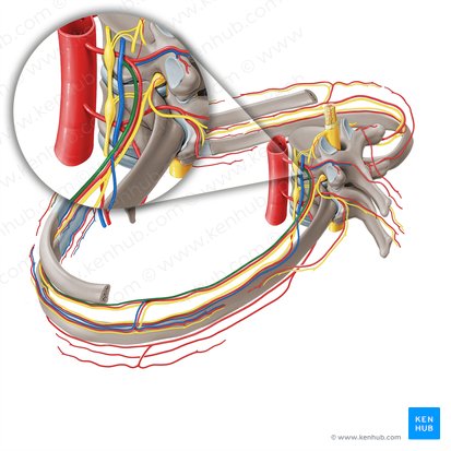 Vena intercostalis posterior (Hintere Zwischenrippenvene); Bild: Paul Kim