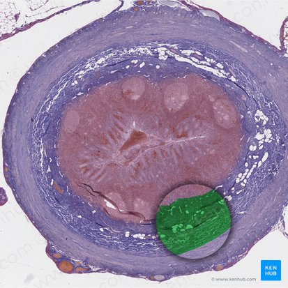 Submucosa (Tela submucosa); Imagen: 