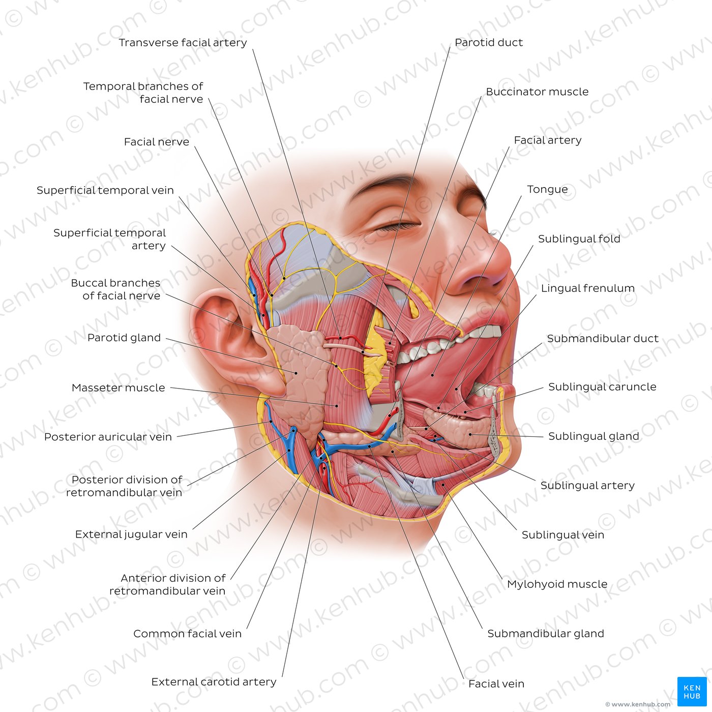 Overview of the salivary glands (lateral-right view)