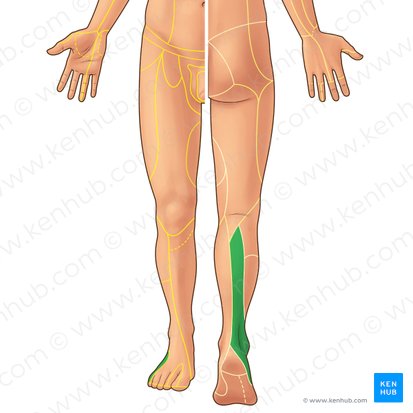 Nerf sural (Nervus suralis); Image : Paul Kim
