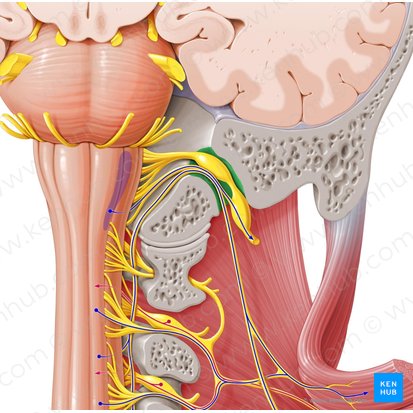 Foramen jugulare (Drosselloch); Bild: Paul Kim