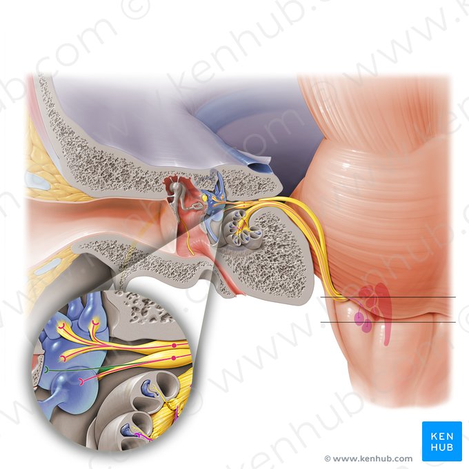 Nervio ampular posterior (Nervus ampullaris posterior); Imagen: Paul Kim