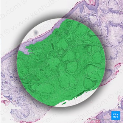 Derme (Dermis); Image : 