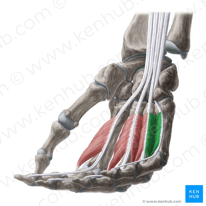 4.º músculo lumbrical da mão (Musculus lumbricalis 4 manus); Imagem: Yousun Koh