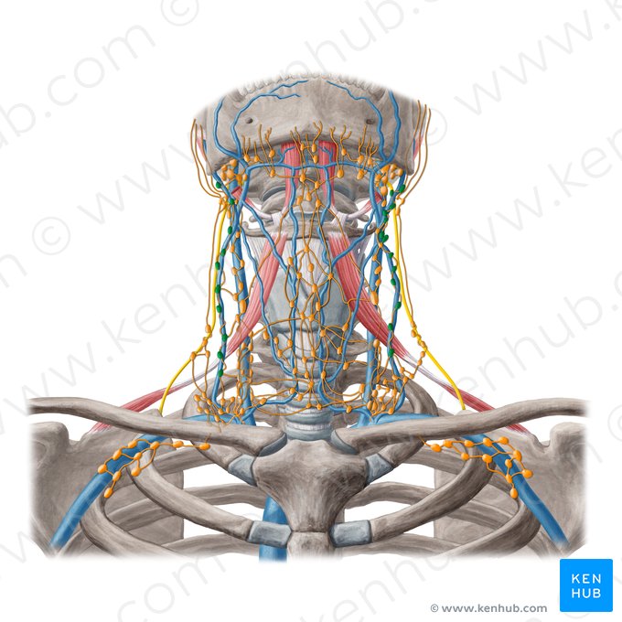 Nodi lymphoidei cervicales laterales superficiales (Oberflächliche seitliche Halslymphknoten); Bild: Yousun Koh