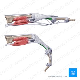 Falange proximal da mão (Phalanx proximalis manus); Imagem: Paul Kim