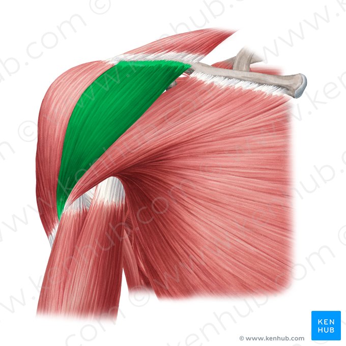 Pars clavicularis musculi deltoideus (Schlüsselbeinteil des Deltamuskels); Bild: Yousun Koh