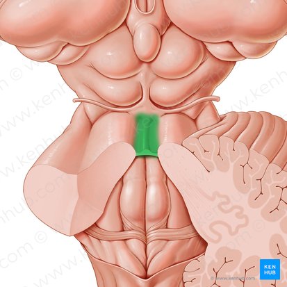 Superior medullary velum (Velum medullare superius); Image: Paul Kim