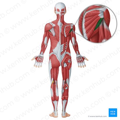 Músculo redondo menor (Musculus teres minor); Imagem: Irina Münstermann