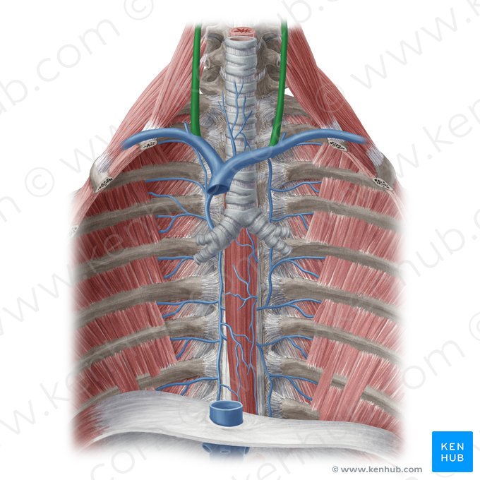 Veia jugular interna (Vena jugularis interna); Imagem: Yousun Koh