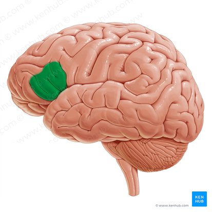 Parte triangular do giro frontal inferior (Pars triangularis gyri frontalis inferioris); Imagem: Paul Kim