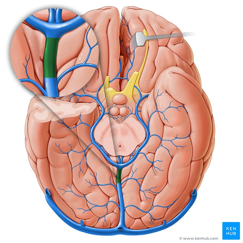 Great cerebral vein (Vena magna cerebri)