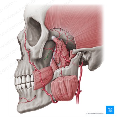 Arteria alveolaris superior posterior (Obere hintere Zahnfacharterie); Bild: Paul Kim