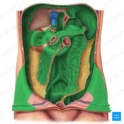 Peritoneo parietal (Peritoneum parietale); Imagen: Irina Münstermann