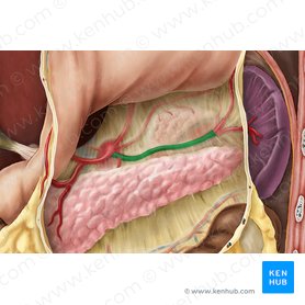 Splenic artery (Arteria splenica); Image: Esther Gollan