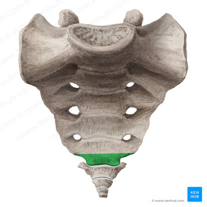 Apex ossis sacri (Spitze des Kreuzbeins); Bild: Liene Znotina