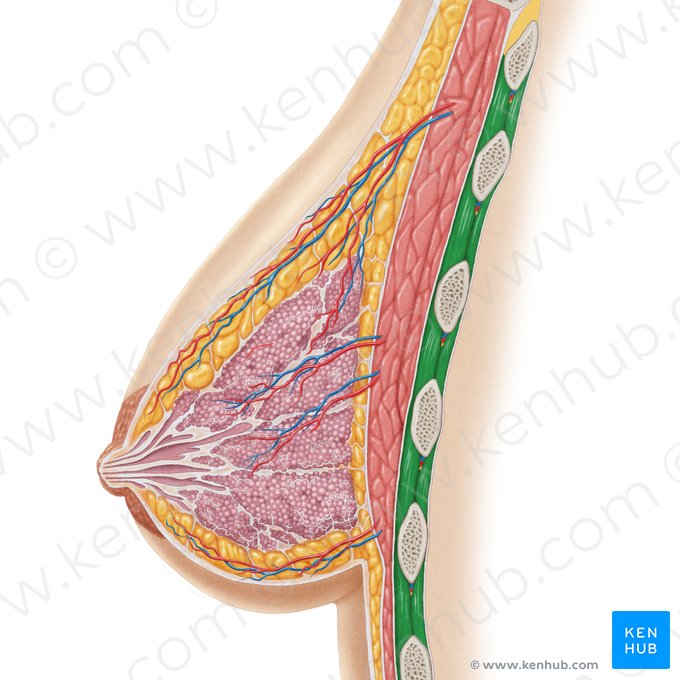 Intercostal muscles (Musculi intercostales); Image: Samantha Zimmerman