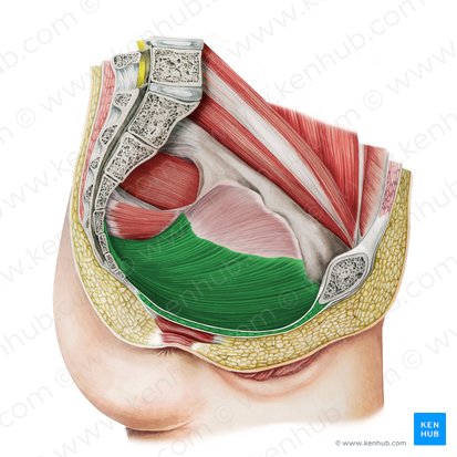 Musculus levator ani (Afterheber); Bild: Irina Münstermann