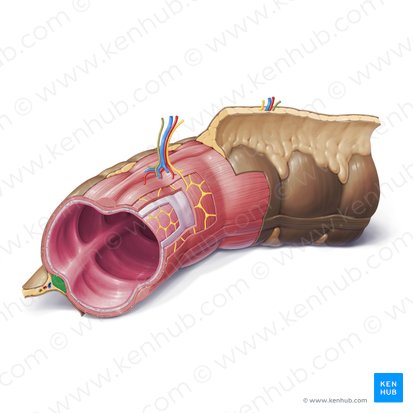 Tênia mesocólica (Taenia mesocolica); Imagem: Paul Kim