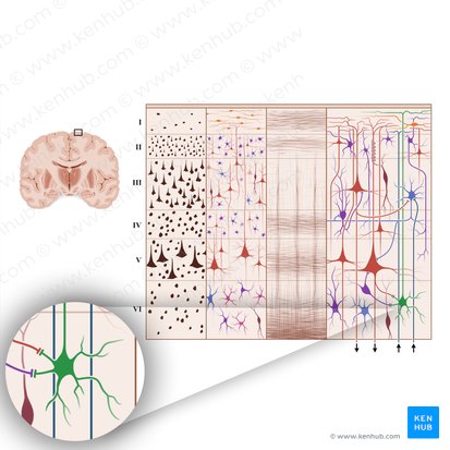 Neuron pyramidale inversum (Cellula Martinotti) (Martinotti-Zelle); Bild: Paul Kim