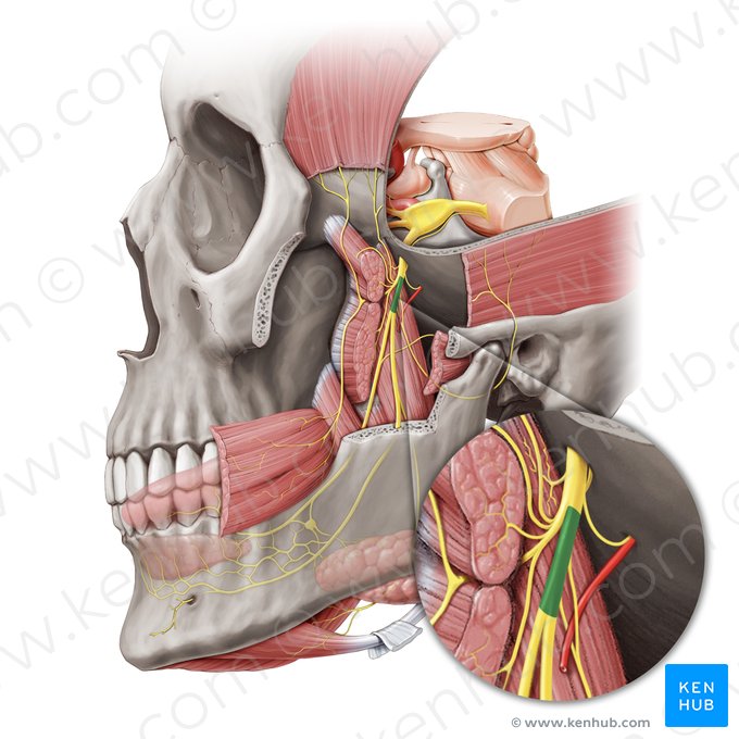 División posterior del nervio mandibular (Divisio posterior nervi mandibularis); Imagen: Paul Kim