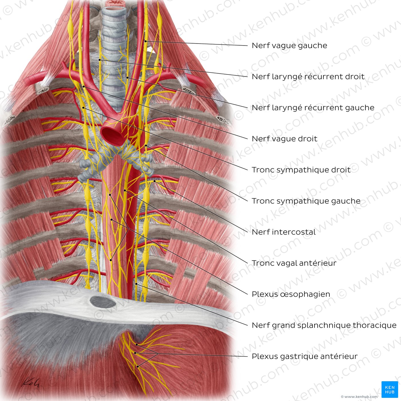 Nerves of the esophagus (anterior view)