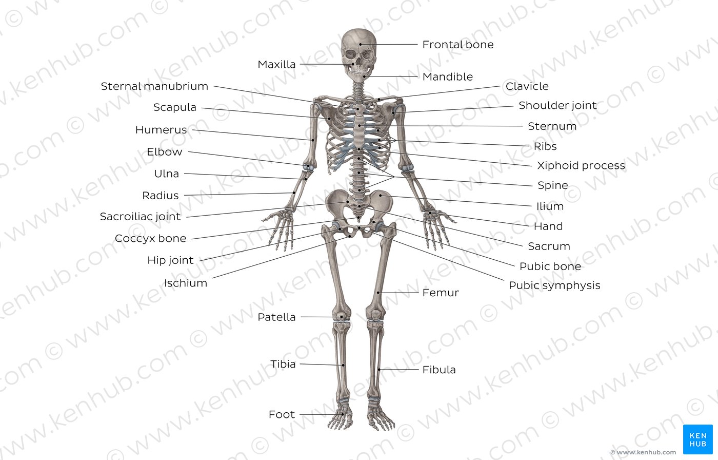 Musculoskeletal system: Main bones, joints & muscles | Kenhub