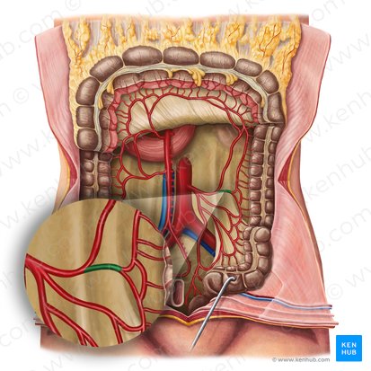 Descending branch of left colic artery (Ramus descendens arteriae colicae sinistrae); Image: Irina Münstermann