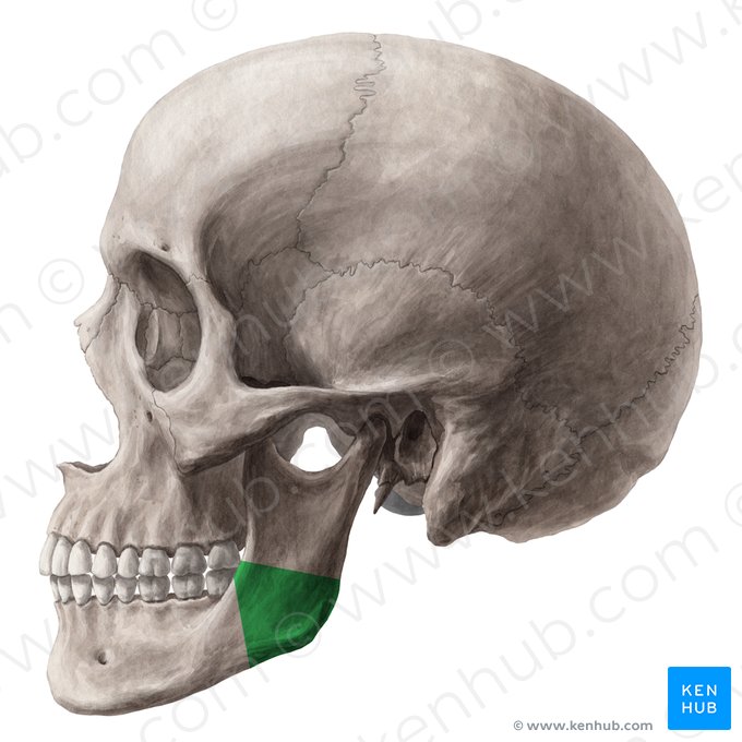 Angle of mandible (Angulus mandibulae); Image: Yousun Koh