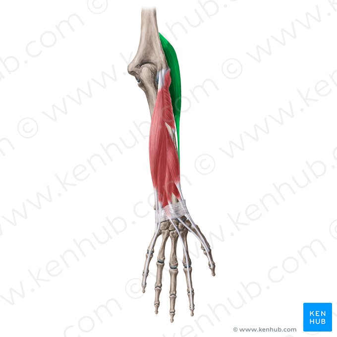 Músculo braquiorradial (Musculus brachioradialis); Imagem: Yousun Koh