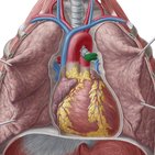 Pulmonary arteries and veins