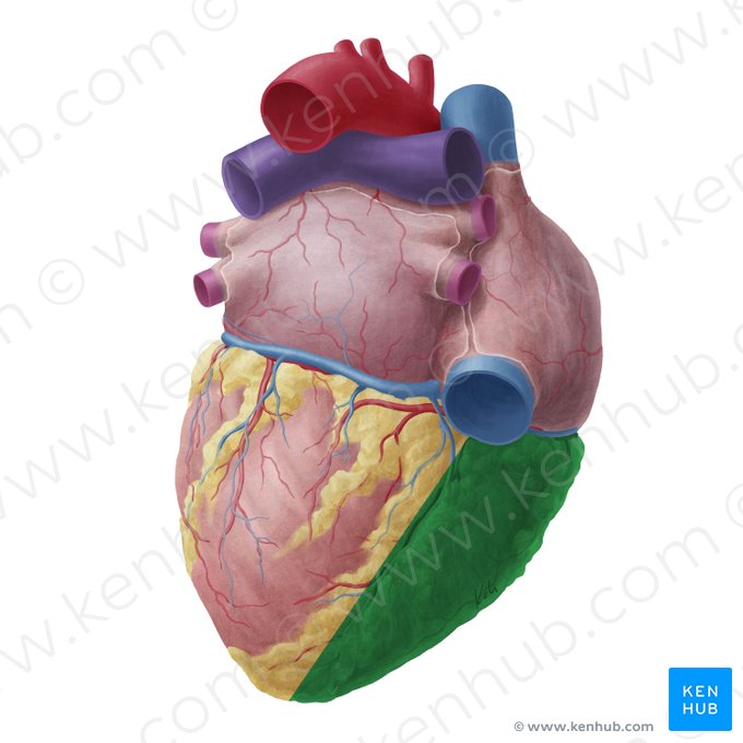 Right ventricle of heart (Ventriculus dexter cordis); Image: Yousun Koh
