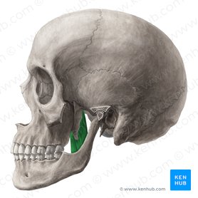 Medial pterygoid muscle (Musculus pterygoideus medialis); Image: Yousun Koh