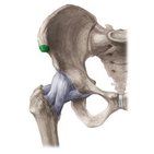 Anterior superior iliac spine