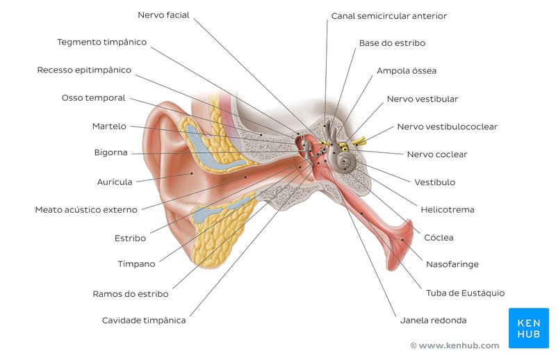 Anatomia do ouvido - vista anterior