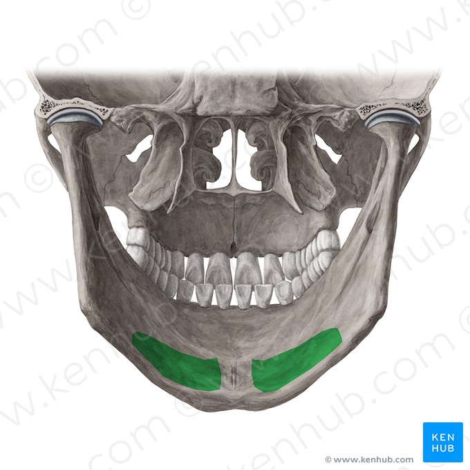 Submandibular fossa of mandible (Fossa submandibularis mandibulae); Image: Yousun Koh