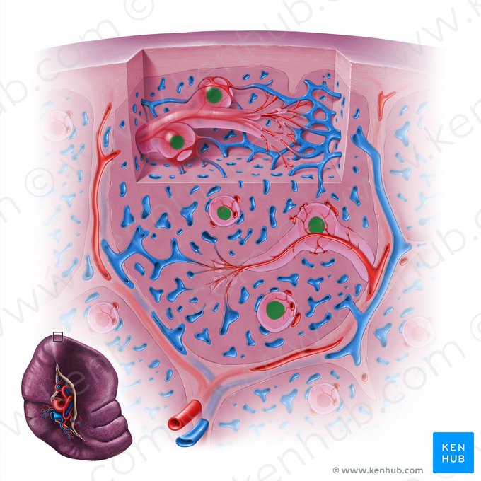 Centro marginal del ganglio linfático esplénico (Centrum germinalis); Imagen: Paul Kim