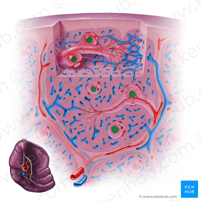 Centro germinativo (Centrum germinalis); Imagem: Paul Kim