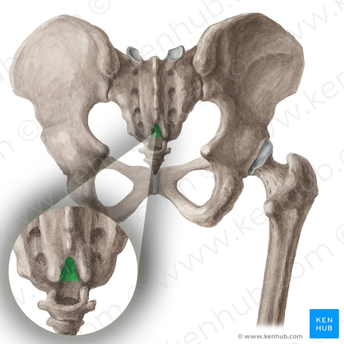 Sacral hiatus (Hiatus sacralis); Image: Liene Znotina