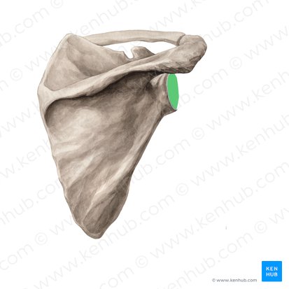 Fossa glenoidalis scapulae (Gelenkpfanne des Schulterblatts); Bild: Yousun Koh