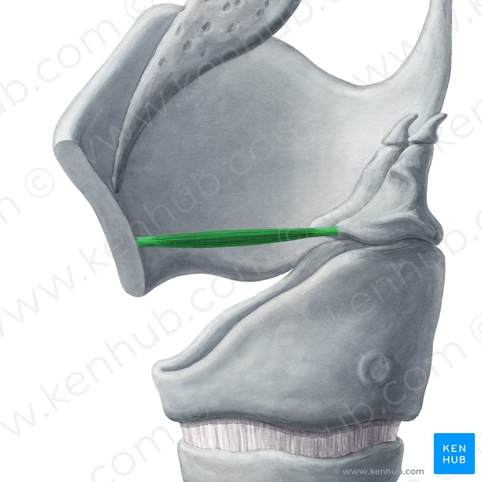 Muscle vocal (Musculus vocalis); Image : Yousun Koh